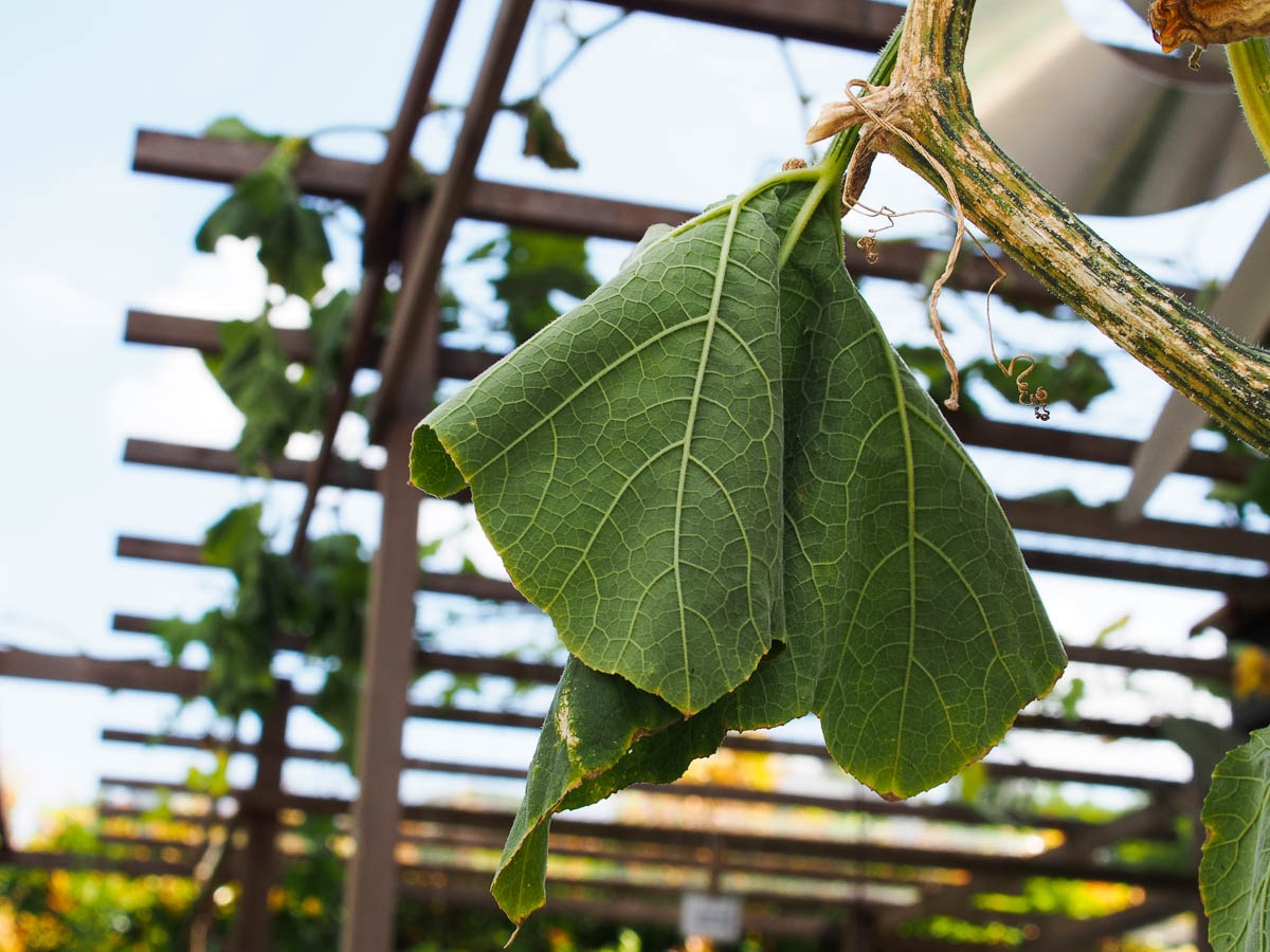 how-to-identify-and-treat-5-pumpkin-diseases-minneopa-orchards